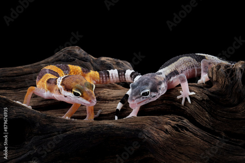 Fat-tailed geckos isolated on black background, leopard gecko lizard, eublepharis macularius