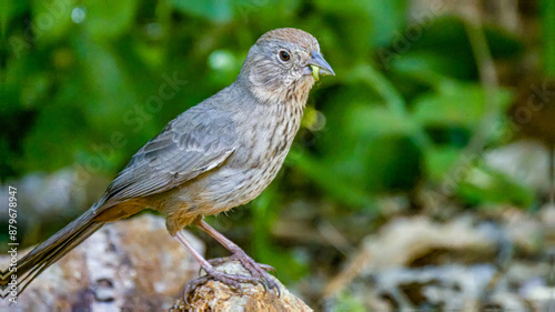 Canyon towhee with caterpillar in beak.  photo