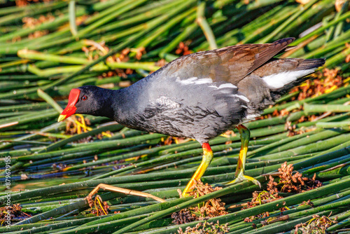 Male common gallinule with his bright orange beak, walks along the reeds. photo