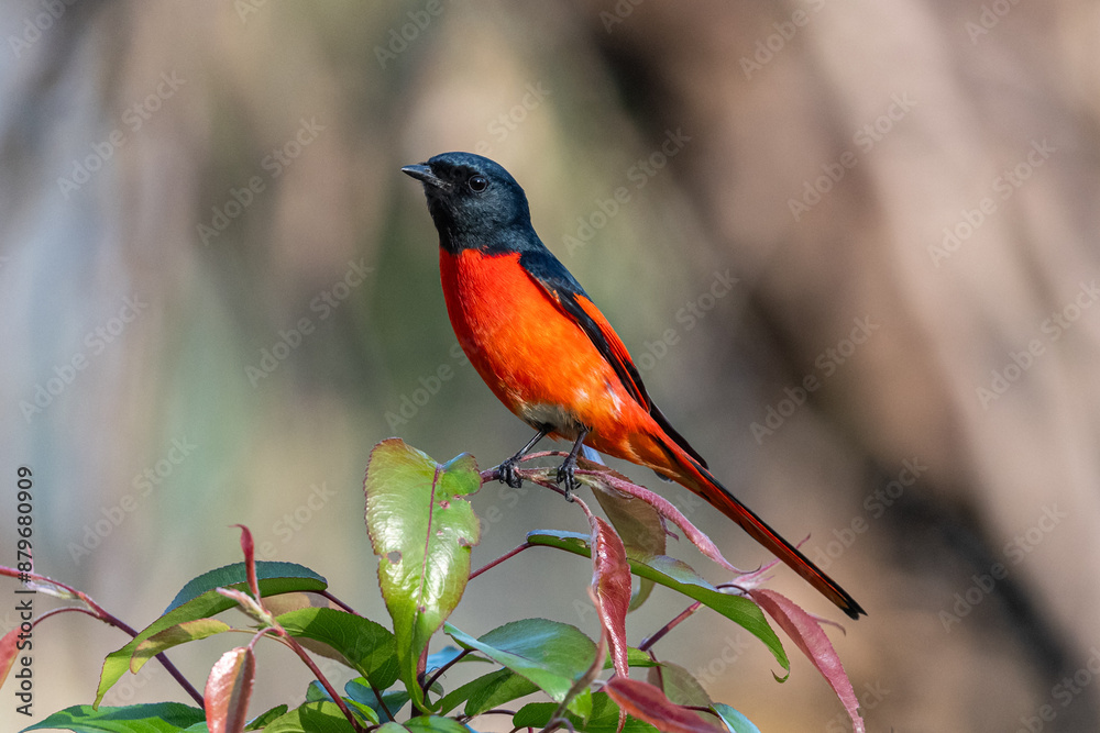 Long-tailed Minivet similar to Scarlet and short-billed minivets, Has lumpy fork on the wing. Long-tailed Minivet similar to Scarlet and short-billed minivets, Has lumpy fork on the wing.