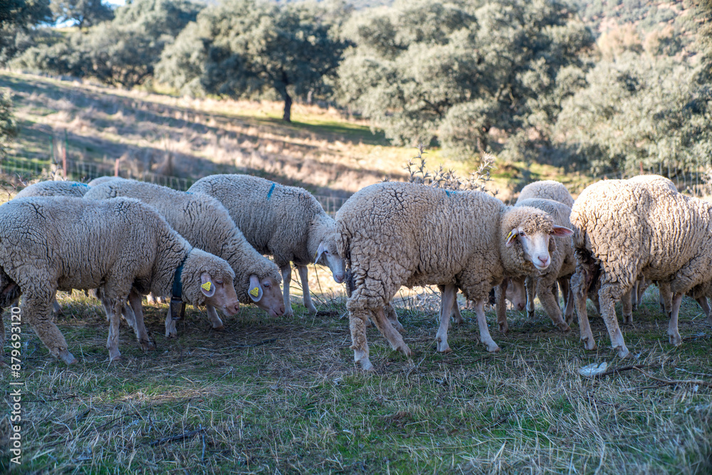 Fototapeta premium Sheep Grazing in Villaviciosa de Cordoba Countryside