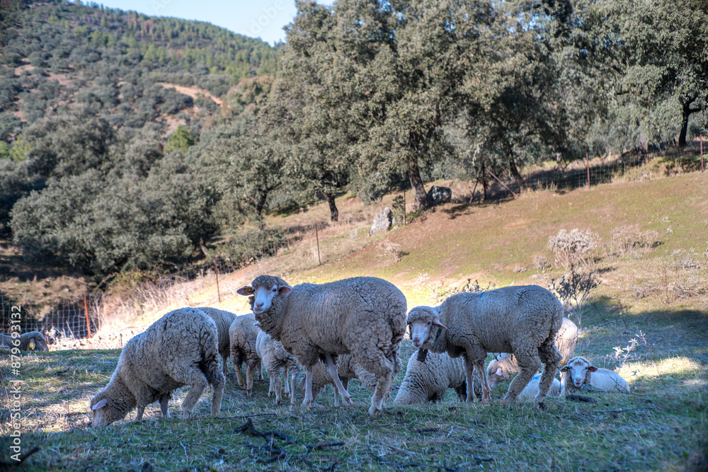 Fototapeta premium Sheep Grazing in Villaviciosa de Cordoba Countryside