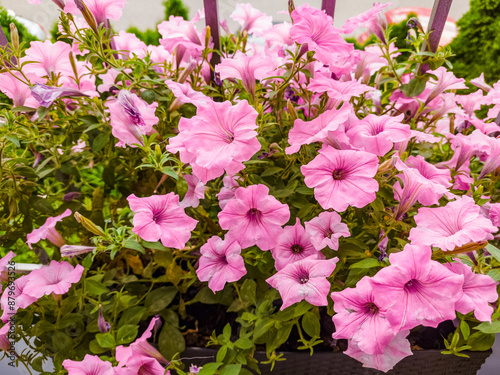 Surfinia Vista flowering in summer on the balcony.
