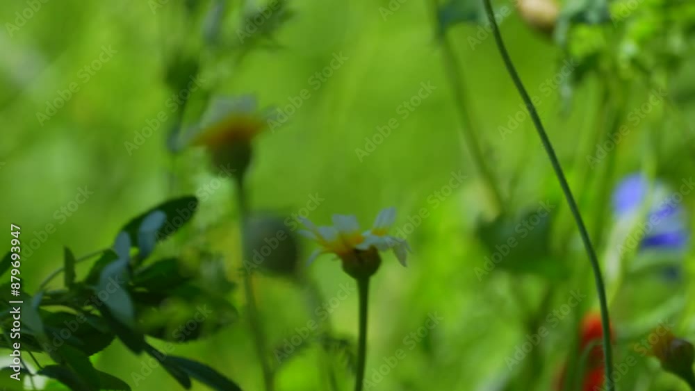 flowers in the grass in field flowers in the grass in field