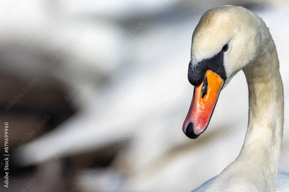 Obraz premium Beautiful Swan