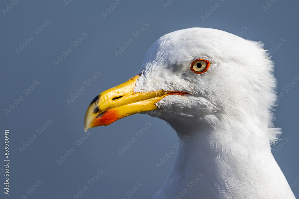 Cheeky Seagulls