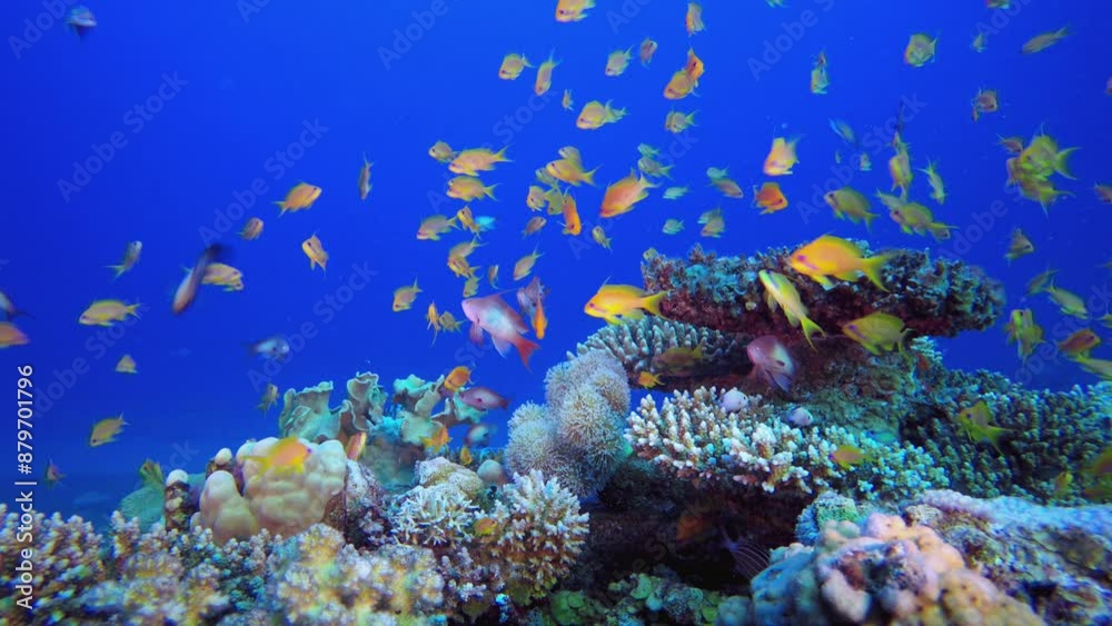Blue Sea Water Coral Reef. Underwater happy orange fish. Underwater colourful sea fish. Colourful tropical coral reef. Soft and hard corals. Reef coral scene. Blue Sea Water Coral Reef. Underwater happy orange fish. Underwater colourful sea fish. Colourful tropical coral reef. Soft and hard corals. Reef coral scene.