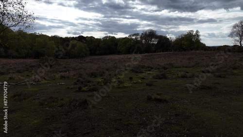 Experience the breathtaking view of soaring above the lush, green canopy of the New Forest, capturing the serene beauty and vibrant life from a bird's-eye perspective. Perfect for nature and adventure
