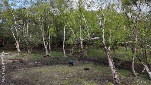 Experience the breathtaking view of soaring above the lush, green canopy of the New Forest, capturing the serene beauty and vibrant life from a bird's-eye perspective. Perfect for nature and adventure