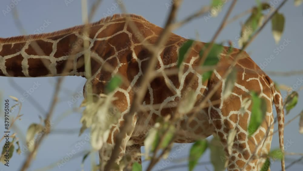 Left to right slider shot a Reticulated Giraffe's (Giraffa reticulata) back standing in the plain during afternoon in kenya Left to right slider shot a Reticulated Giraffe's (Giraffa reticulata) back standing in the plain during afternoon in kenya