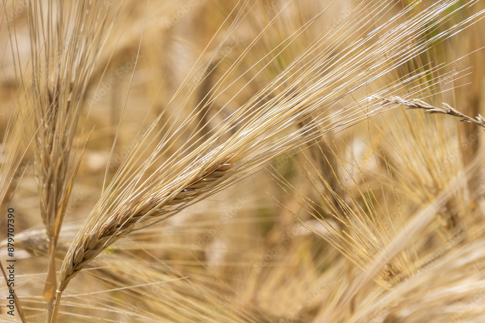 Spikelets of rye in the field. Background.