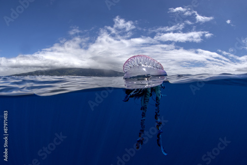 Portuguese man of war near the coast of Azores islands. Dangerous jellyfish is sailing on the surface. Cnidarian with the pouch on the top of surface and long tentacles.