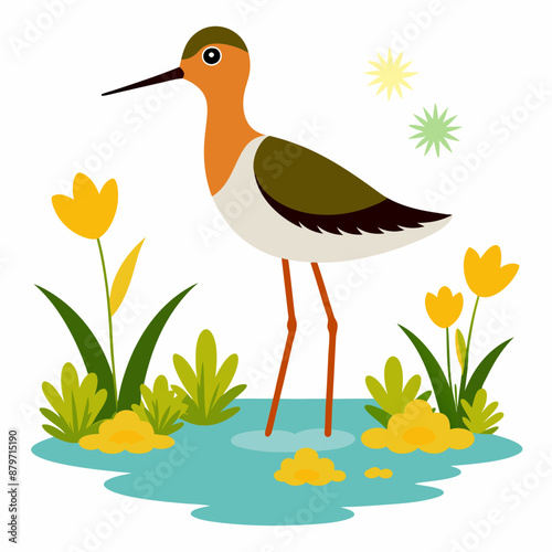 Sandpiper on water and plants white background