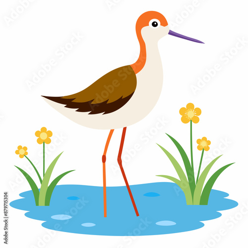 Sandpiper on water and plants white background