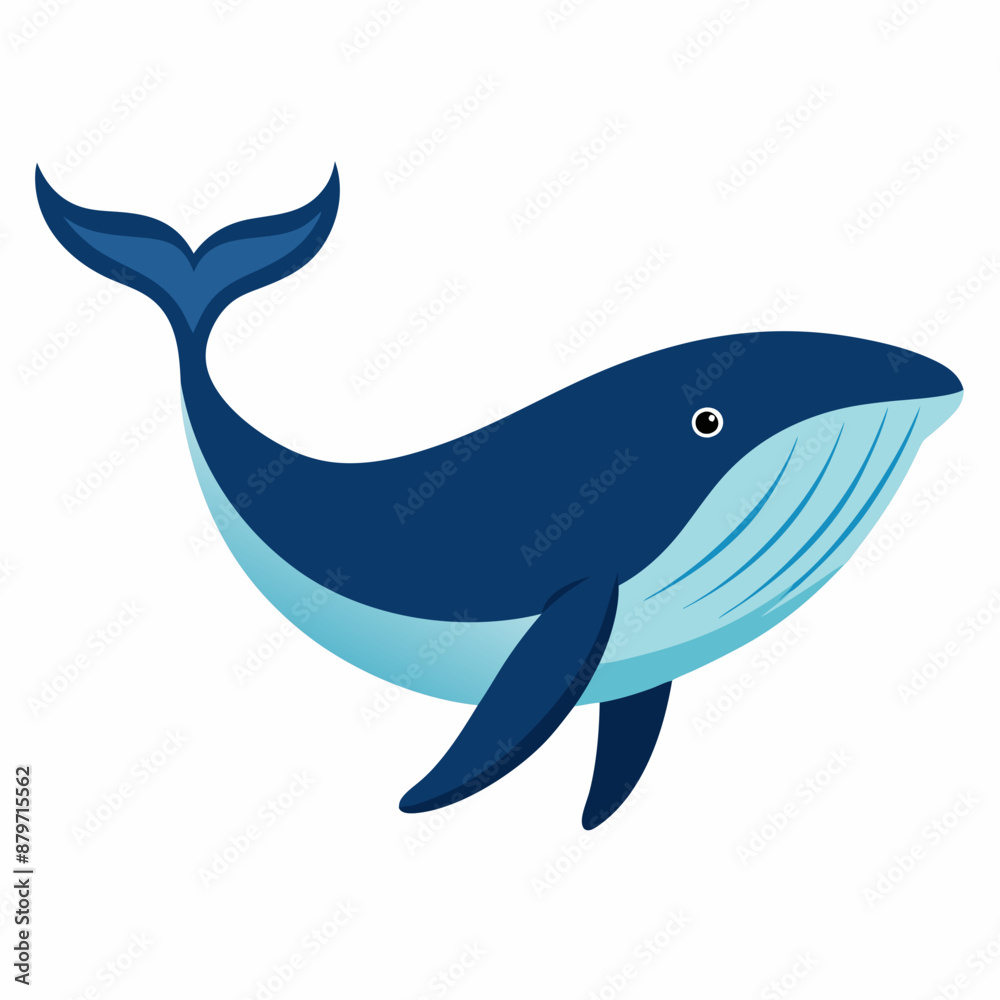 Obraz premium Humpback blue whale v ector illustration
