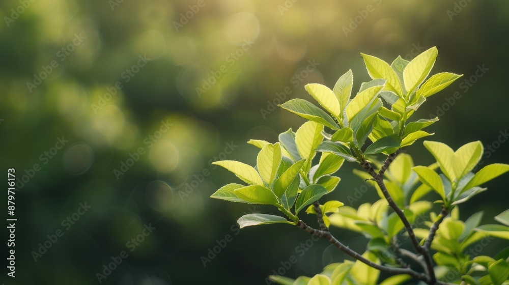 Close-up of fresh green leaves basking in warm sunlight, showcasing the beauty of nature in a serene, natural setting Close-up of fresh green leaves basking in warm sunlight, showcasing the beauty of nature in a serene, natural setting