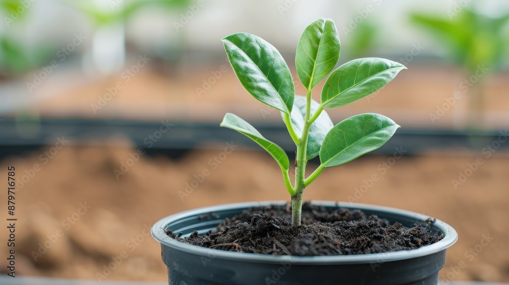 Young green plant growing in a black pot placed in a garden with blurred background. Perfect for concepts of growth, nature, and gardening. Young green plant growing in a black pot placed in a garden with blurred background. Perfect for concepts of growth, nature, and gardening.