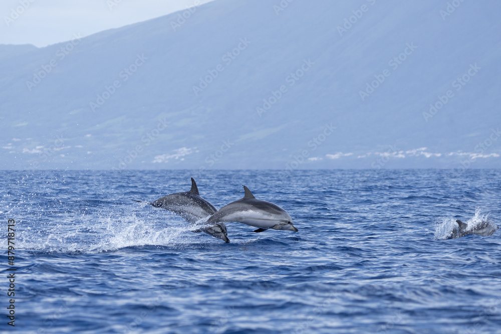 Fototapeta premium Group of striped dolphins near the Azores islands. Clever dolphins are hunting near the coast. Marine life in Atlantic ocean. 