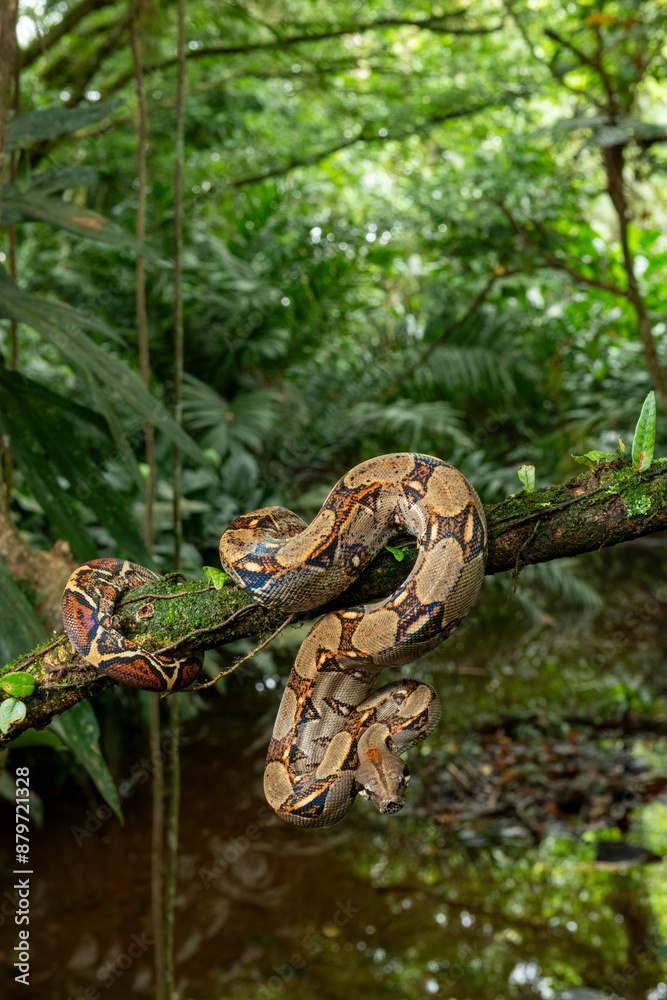 Naklejka premium Common Northern Boa (Boa constrictor imperator), animal portrait, Costa Rica - stock photo