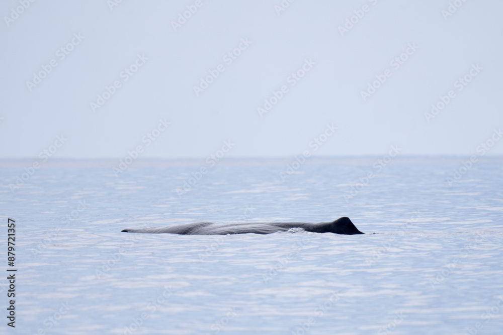 Sperm whale stay near the surface. Whale watching in Azores islands. The biggest toothed predator on the earth.