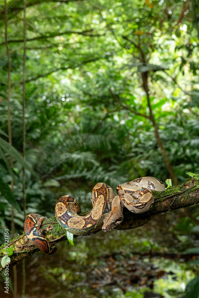 Common Northern Boa (Boa constrictor imperator), animal portrait, Costa Rica - stock photo Common Northern Boa (Boa constrictor imperator), animal portrait, Costa Rica - stock photo