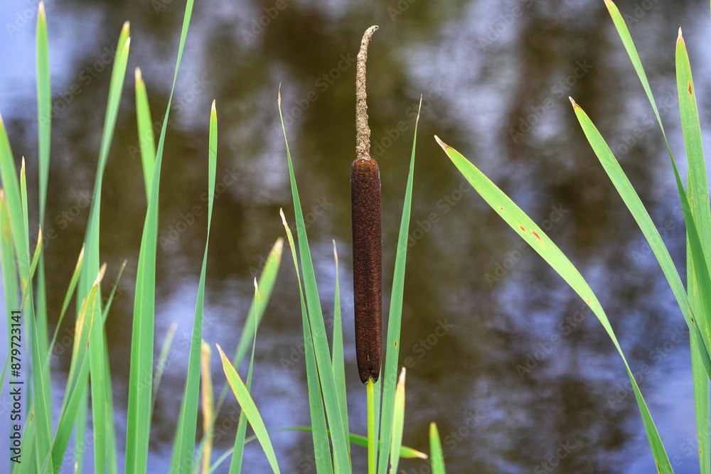 Typha angustifolia. Close up of cattail, water plant. Typha angustifolia. Close up of cattail, water plant.