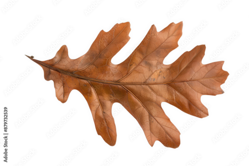 Naklejka premium A single, brown oak leaf with a detailed vein pattern, isolated on a black background. Perfect for autumnal designs.