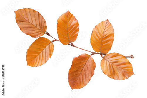 A branch with five autumn leaves in shades of orange and brown. The leaves are delicate and slightly curled