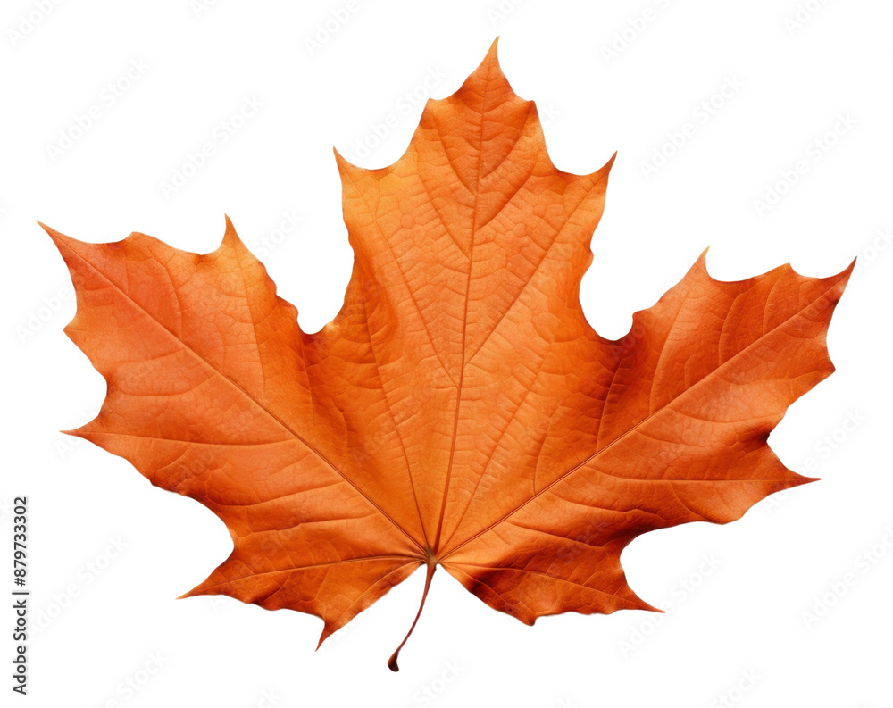 PNG Fall leaf maple plant tree. PNG Fall leaf maple plant tree.