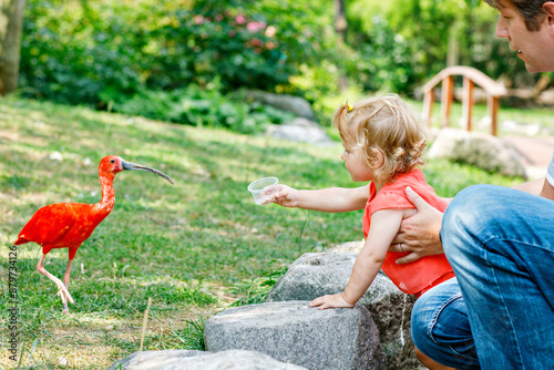 Cute adorable toddler girl and dad feeding red ibis bird in a zoo or zoological garden. Happy heathy child and man having fun with giving animals food in park. Active leisure for family in summer