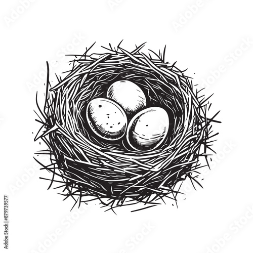 Bird nest with eggs vector illustration