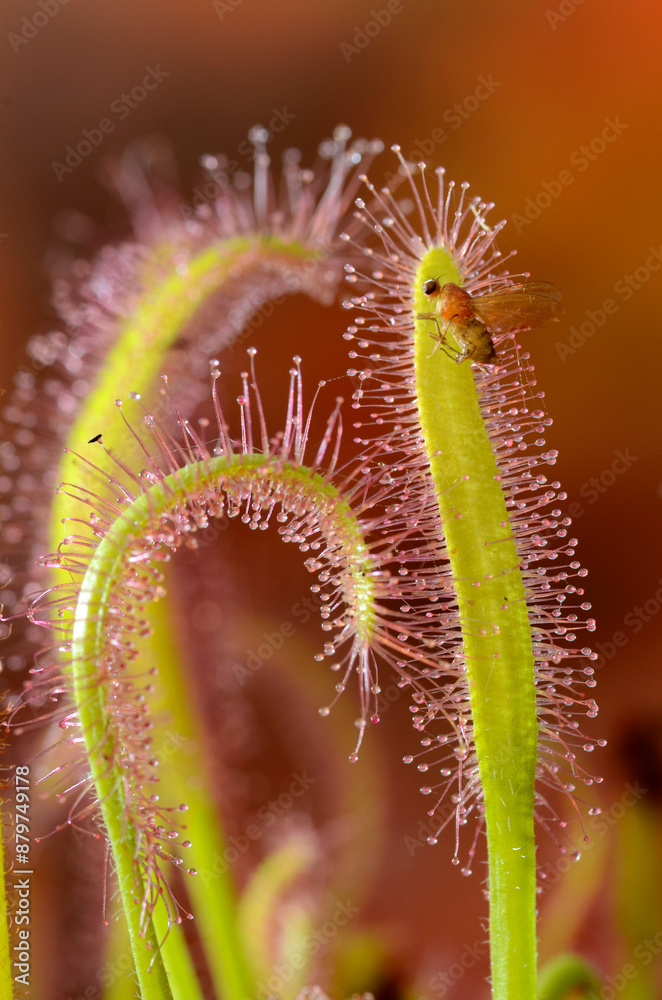Naklejka premium Insect trapped on the leaves of a sundew (Drosera capensis)