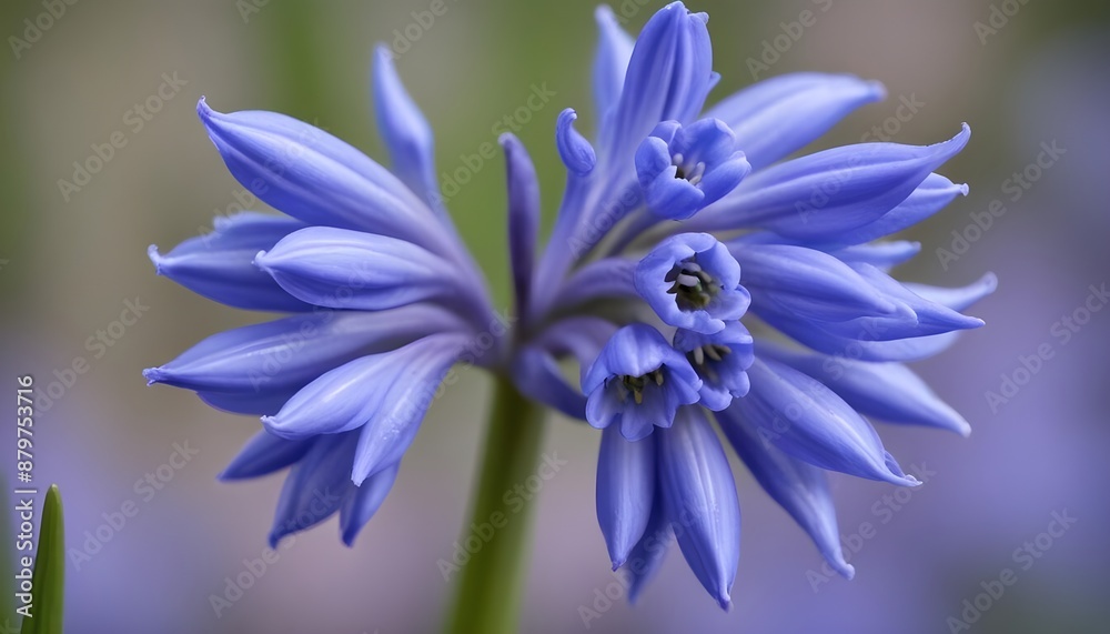 Obraz premium Closeup view of squill bluebell flower