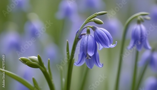 Closeup view of squill bluebell flower