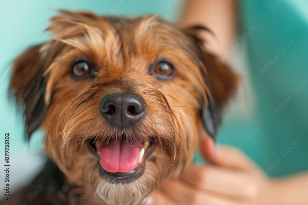 Small, brown and black dog smiles with its tongue out while being examined by vet Small, brown and black dog smiles with its tongue out while being examined by vet