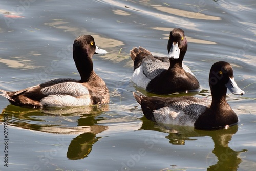 Photography northern pintail ducks birds in water
