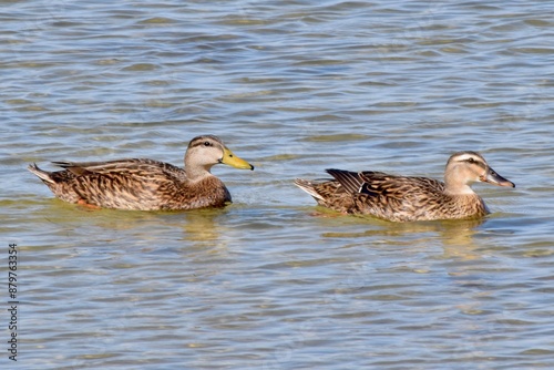 Εκτύπωση καμβά mottled ducks bird pair swimming in water