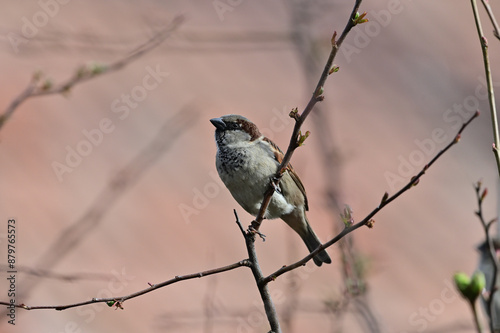 Sparrow on a branch