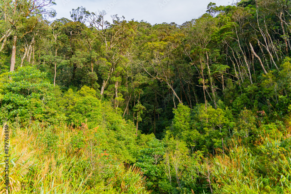 Fototapeta premium The natural landscape. On the way to Dalat in Vietnam.