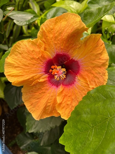 Close up of yellow, orange and red hibiscus flower in bloom in the sun #879772129