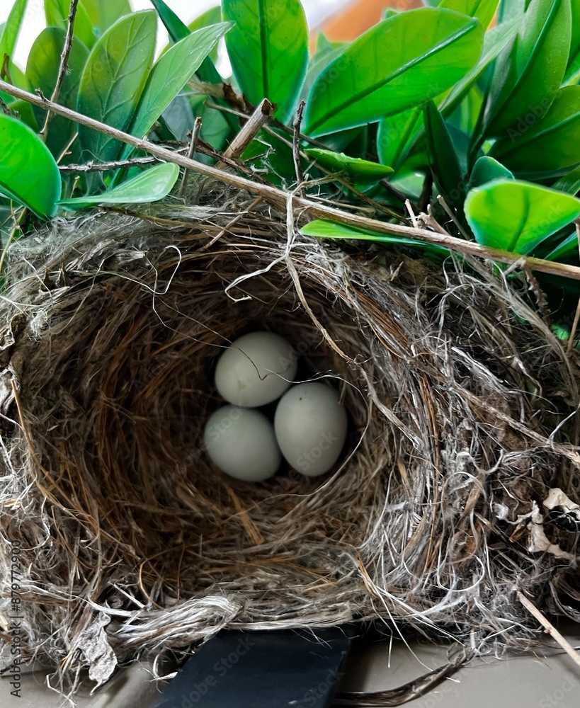 Light blue bird eggs nestled in bird nest with greenery Light blue bird eggs nestled in bird nest with greenery