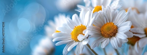 A tight shot of several daisies against a blue backdrop, overlaid with a softly blurred background image