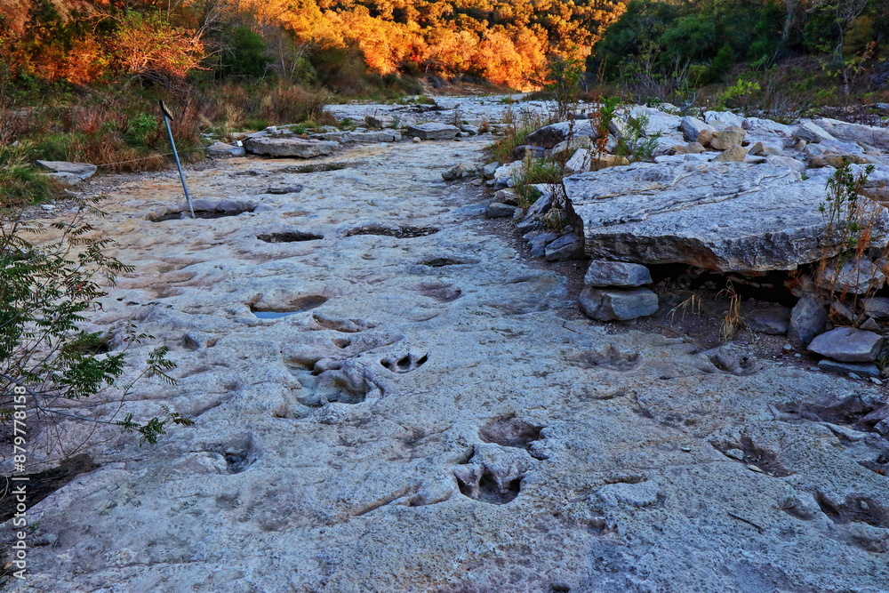 Naklejka premium Fossilized dinosaur tracks line the dry Paluxy Riverbed in the Dinosaur Valley State Park near Glen Rose, Texas