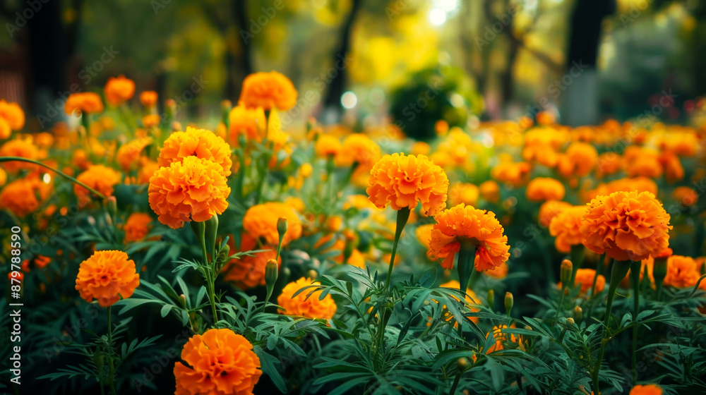 beautiful flowers that grow in gardens full of charming yellow colors, the beauty of flower gardens beautiful flowers that grow in gardens full of charming yellow colors, the beauty of flower gardens