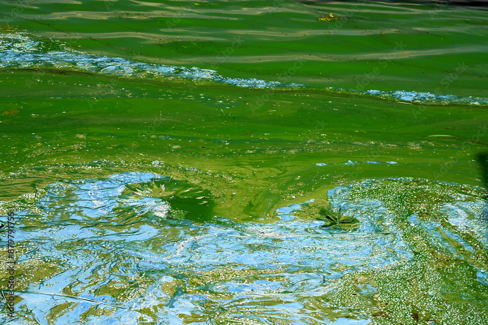Φωτογραφία Water pollution by blooming blue green algae - is world environmental problem