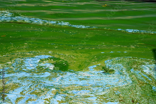 Canvas Print Water pollution by blooming blue green algae - is world environmental problem
