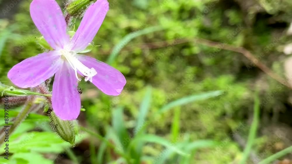Geranium reuteri or giant geranium, is a species of flowering plant in the family Geraniaceae endemic to the Canary Islands. Geranium reuteri or giant geranium, is a species of flowering plant in the family Geraniaceae endemic to the Canary Islands.