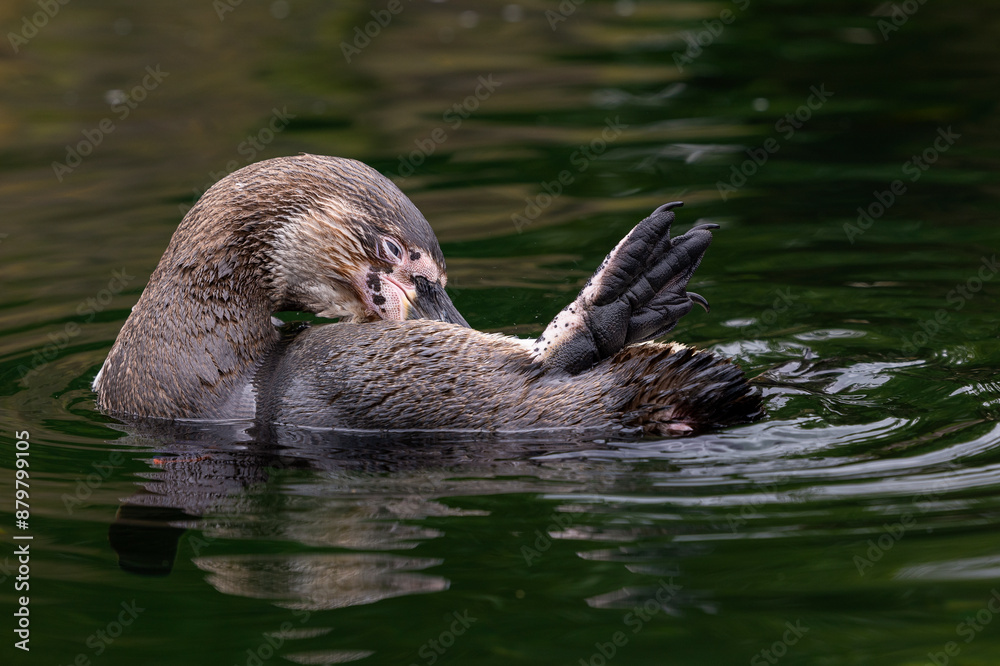 Φωτογραφία Humboldt Penguin is thoroughly enjoying a bath, relaxing, freedom in captivity, savoring, grooming, beautifying, body care, plumage