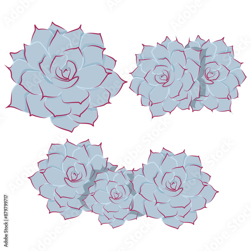 Set of blue-gray Echeveria succulents with red corners