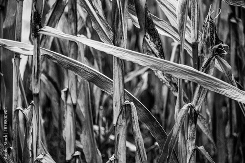 reeds in the wind photo